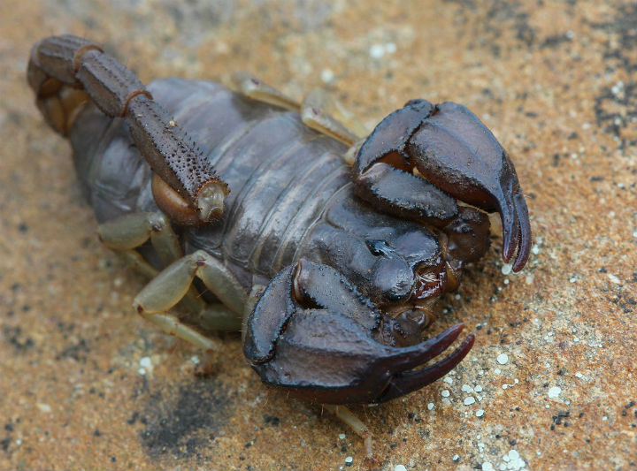 Northwest Forest Scorpion